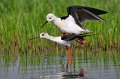 28 - black-neck stilts in love - MARCHI Franco - italy